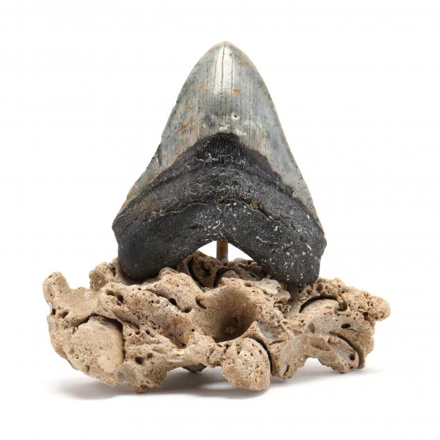monster-north-carolina-fossil-megalodon-tooth