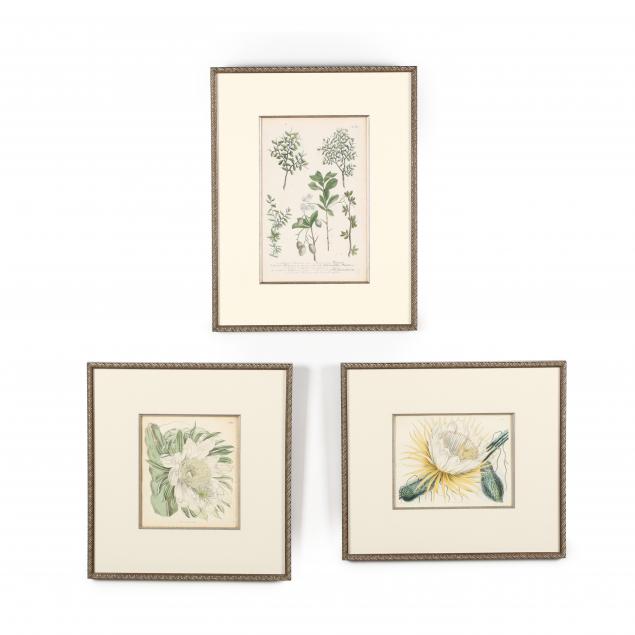 group-of-three-framed-antique-botanical-prints