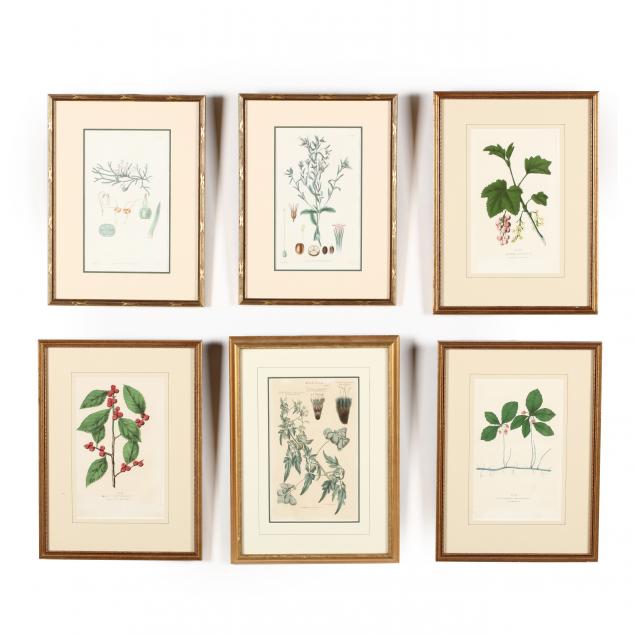 group-of-six-antique-botanical-prints