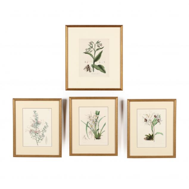 group-of-four-antique-floral-botanical-prints