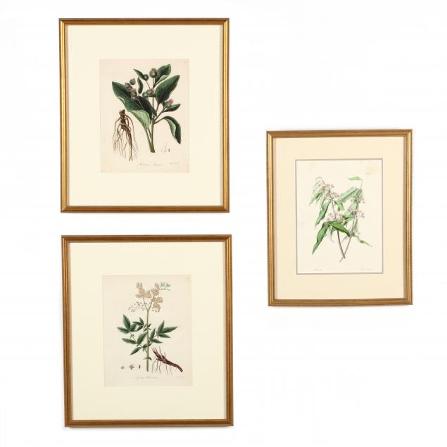 three-antique-floral-botanical-engravings