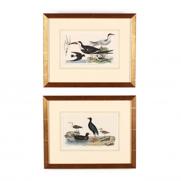 two-antique-prints-from-alexander-wilson-s-i-american-ornithology-i
