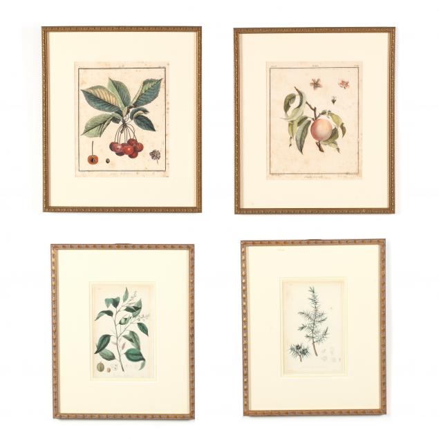 four-framed-antique-botanical-engravings