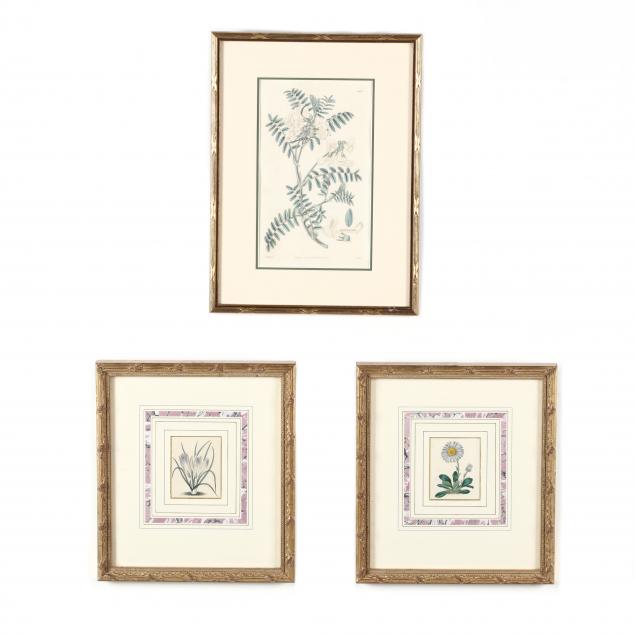 three-small-antique-botanical-engravings