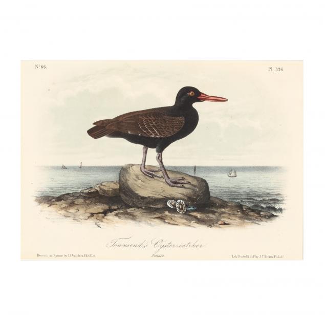 after-john-james-audubon-american-1785-1851-i-townsend-s-oyster-catcher-i