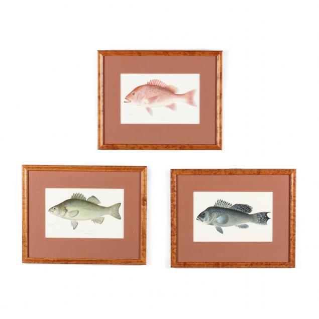 sherman-foote-denton-ny-1856-1937-three-fish-chromolithographs