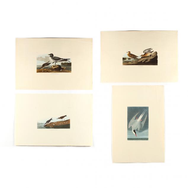 after-john-james-audubon-american-1785-1851-four-seabird-prints-from-i-birds-of-america-i-amsterdam-edition