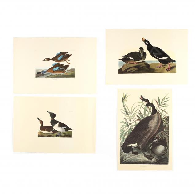 after-john-james-audubon-american-1785-1851-four-duck-and-goose-prints-from-i-birds-of-america-i-amsterdam-edition