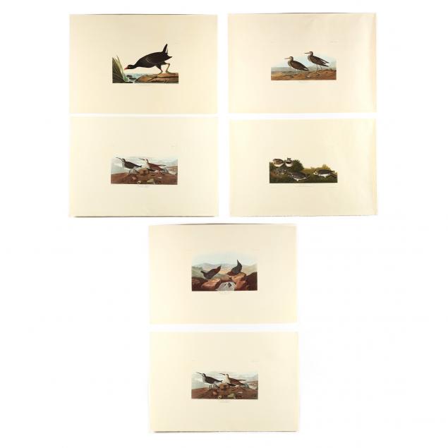 after-john-james-audubon-american-1785-1851-seven-prints-from-i-birds-of-america-i-amsterdam-edition
