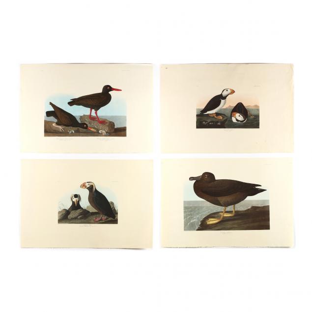 after-john-james-audubon-american-1785-1851-four-seabirds-from-i-birds-of-america-i-amsterdam-edition