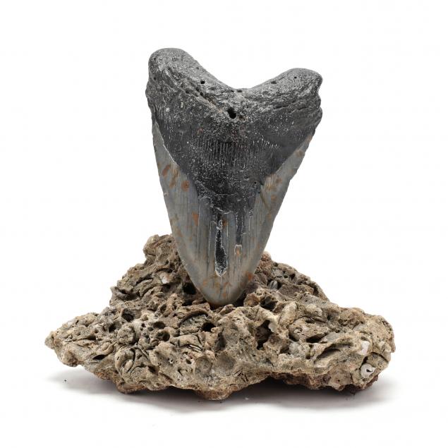 large-fossil-megalodon-tooth
