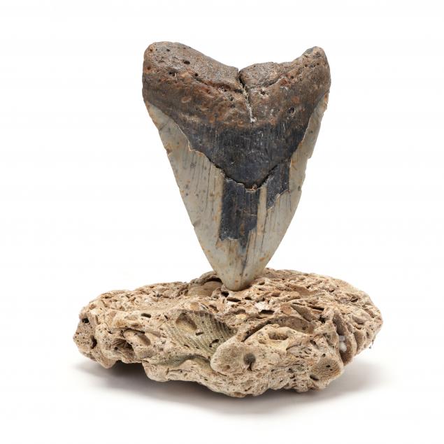 large-fossili-megalodon-tooth
