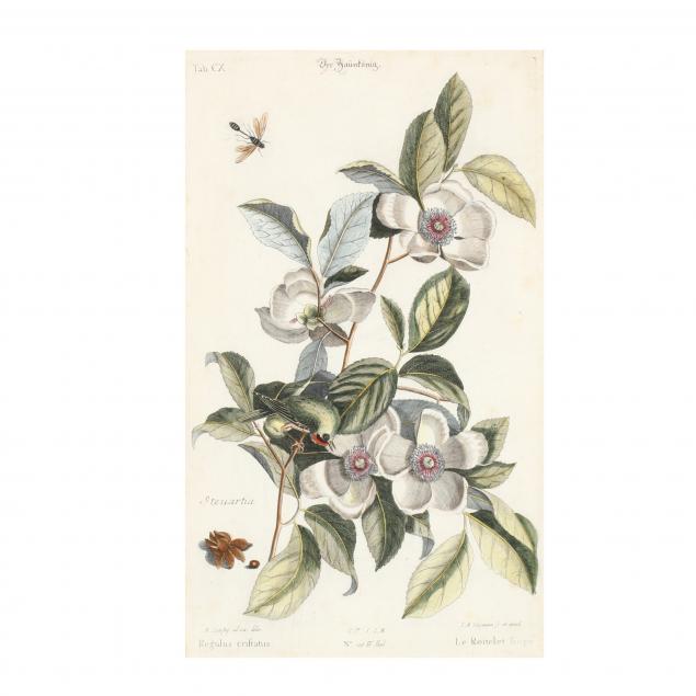 after-mark-catesby-english-1683-1749-i-golden-crowned-kinglet-with-silky-camellia-i