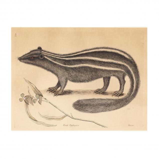 mark-catesby-british-1679-1749-i-pseudo-phalangium-polecat-i