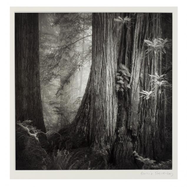 darcie-sternenberg-or-i-redwood-portrait-no-4-i