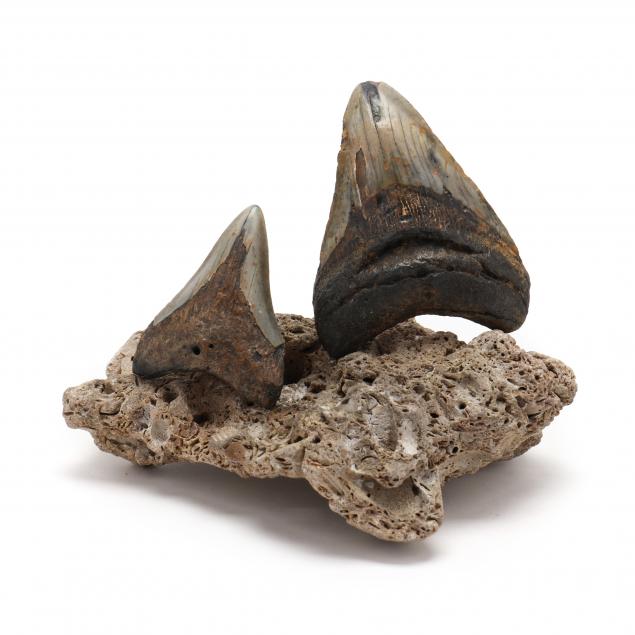 two-north-carolina-fossilized-megalodon-teeth