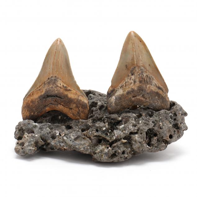 two-north-carolina-fossilized-megalodon-teeth