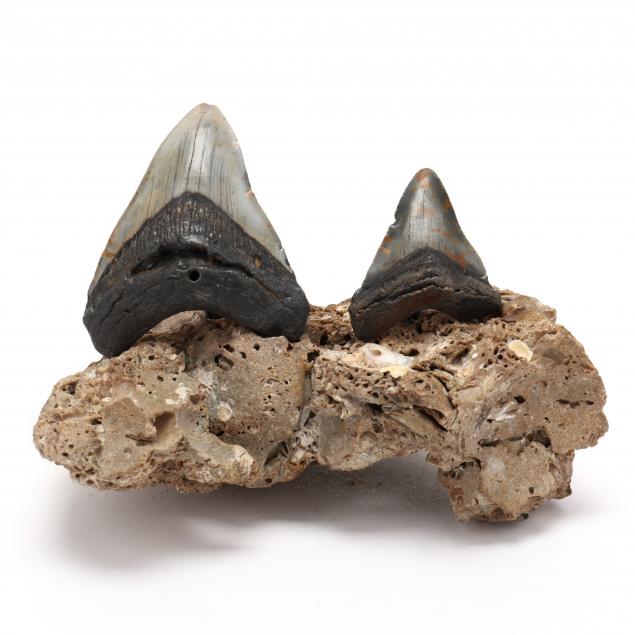 two-north-carolina-fossilized-megalodon-teeth