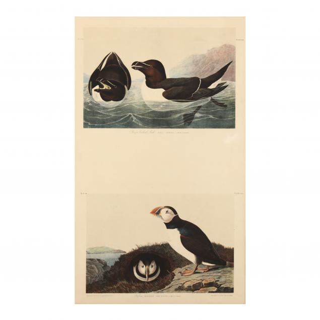 after-john-james-audubon-american-1785-1851-i-razor-billed-auk-i-and-i-puffin-i-bien-edition-double-plate