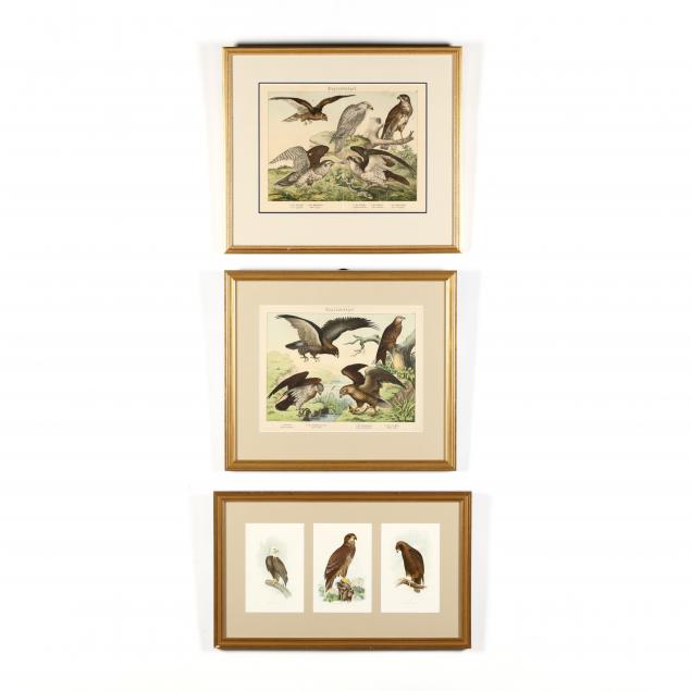 three-antique-chromolithographs-of-raptors