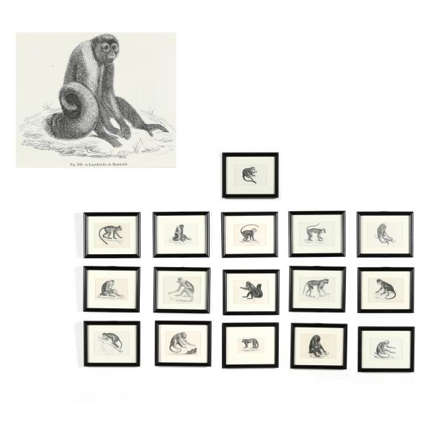 large-collection-of-antique-primate-prints