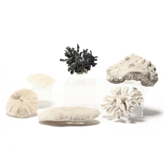 six-pieces-of-assorted-natural-coral