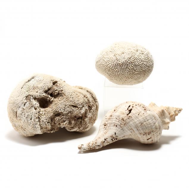 two-large-pieces-of-coral-and-sea-shell