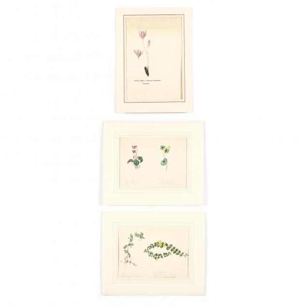 english-school-19th-century-three-antique-botanical-studies