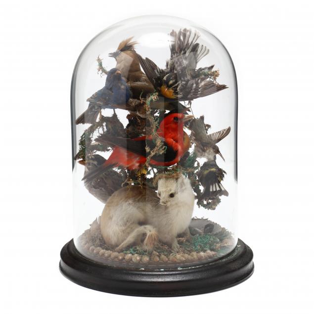 antique-taxidermy-of-birds-and-weasel-with-cloche