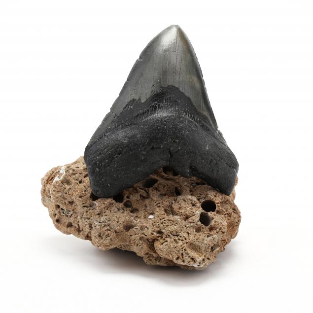 large-north-carolina-megalodon-tooth