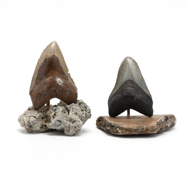 two-large-north-carolina-megalodon-teeth