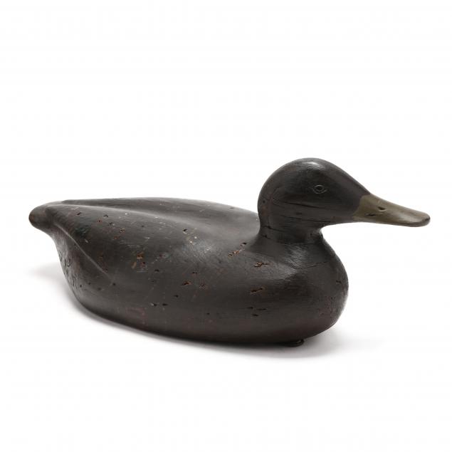 gus-wilson-black-duck