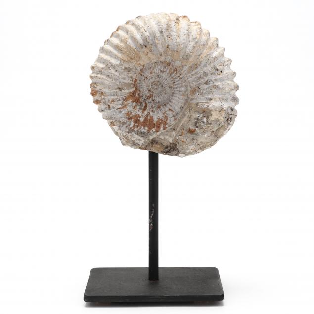 perisphinctes-ammonite-fossil-morocco