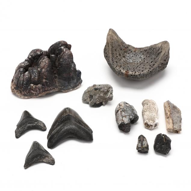 north-carolina-maritime-fossil-assortment