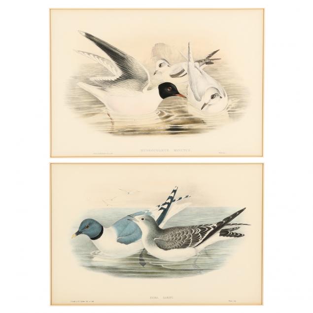 gould-and-richter-british-19th-century-two-framed-prints-of-gulls