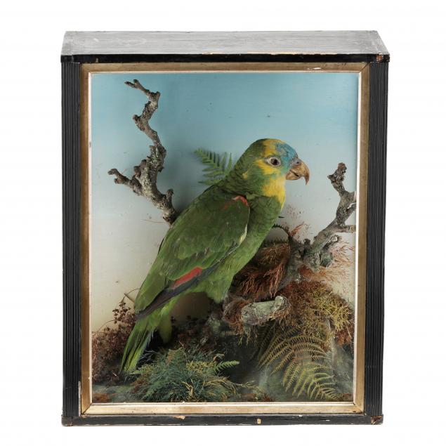 antique-parrot-diorama-under-glass