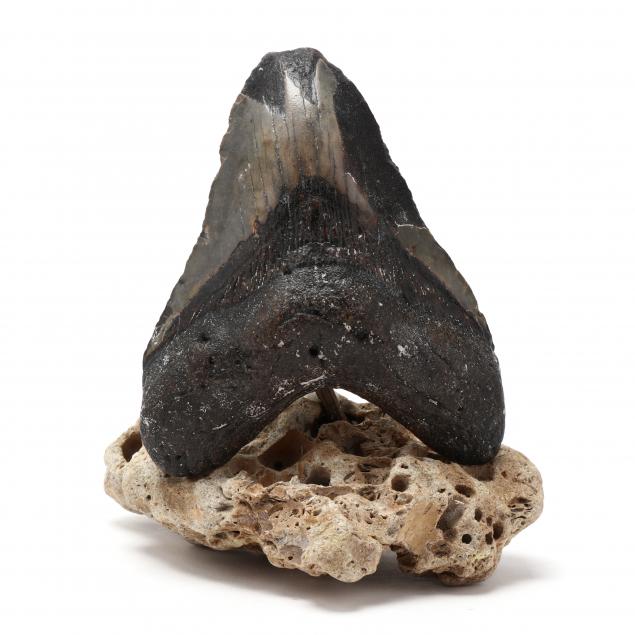 large-fossilized-north-carolina-megalodon-tooth