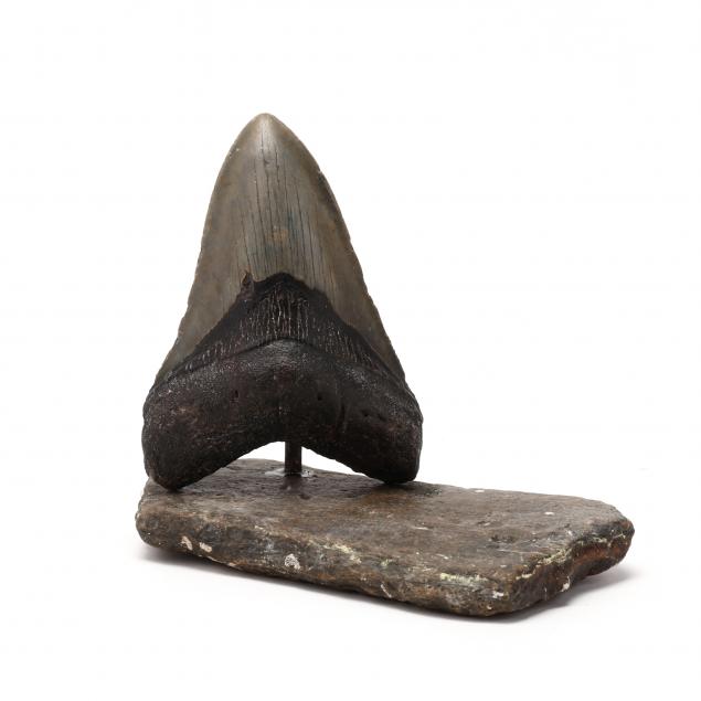 large-fossilized-north-carolina-megalodon-tooth