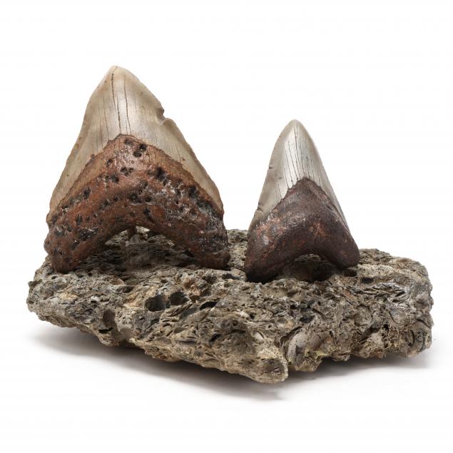 two-fossilized-north-carolina-megalodon-teeth