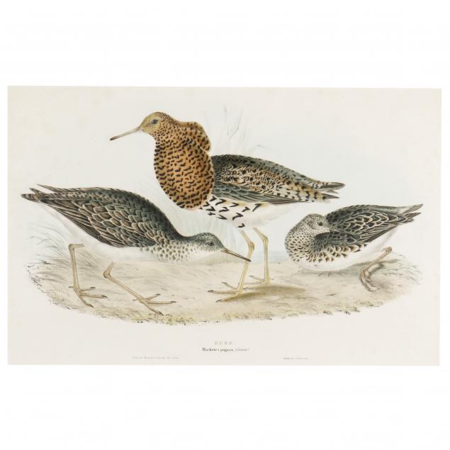 john-gould-british-1804-1881-i-machetes-pugnax-ruff-i