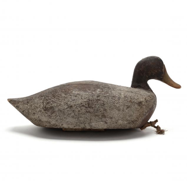 ammie-paul-black-duck