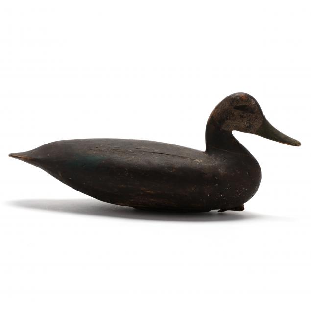 charles-birch-black-duck