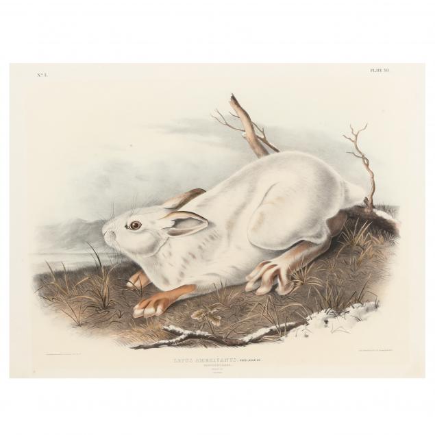 after-john-james-audubon-american-1785-1851-i-lepus-americanus-northern-hare-i