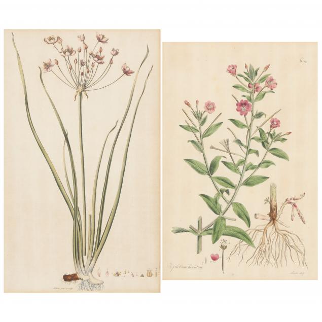 two-antique-botanical-engravings