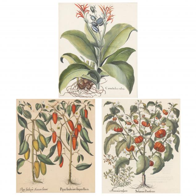 basilius-besler-german-1561-1629-three-botanical-illustrations-from-hortus-eystettensis