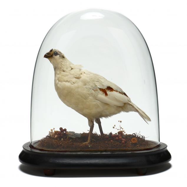 victorian-taxidermy-partridge-under-cloche