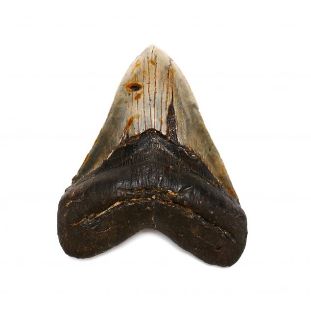 elusive-six-inch-fossilized-nc-megalodon-tooth