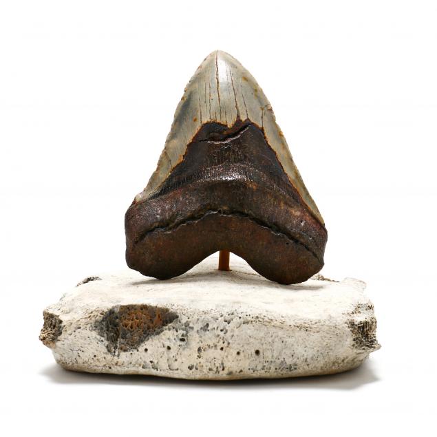 exceptionally-large-fossilized-nc-megalodon-tooth