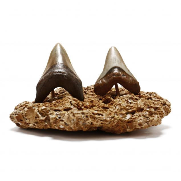 two-attractive-tan-megalodon-teeth-with-natural-stand