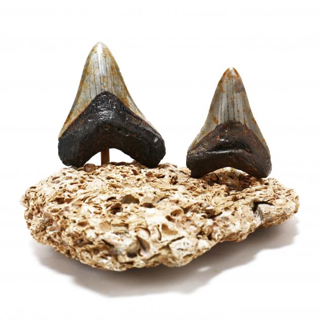 two-mid-size-fossilized-megalodon-teeth